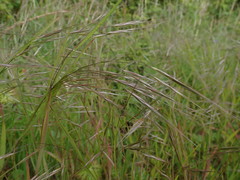 Bromus sterilis