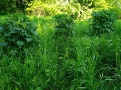 Leonurus turkestanicus