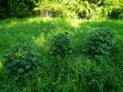 Leonurus turkestanicus