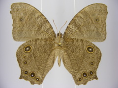 Melanitis leda leda