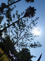 Ginkgo biloba