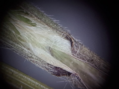 Bromus sterilis