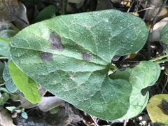 Aristolochia paucinervis