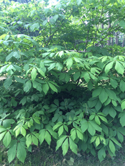Aesculus parviflora