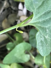 Aristolochia paucinervis