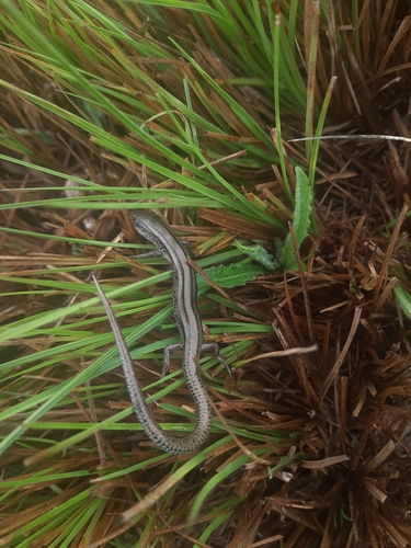 Two-lined Ground Skink