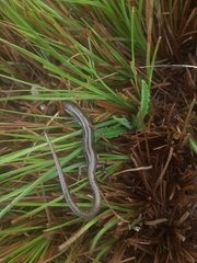 Two-Lined Ground Skink photo 5