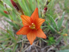 Tritonia disticha