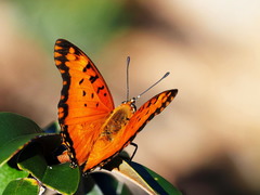 Charaxes jahlusa rex