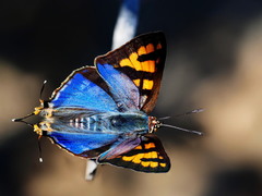 Cigaritis natalensis