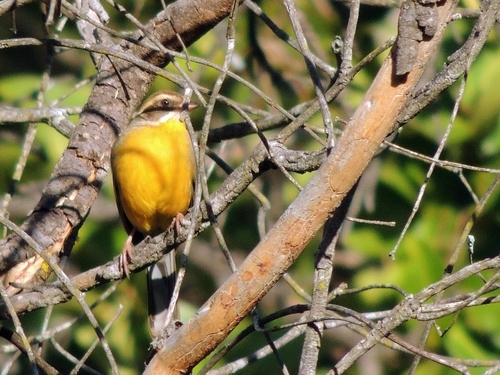 Cabanis's Bunting (Emberiza cabanisi), photo 4