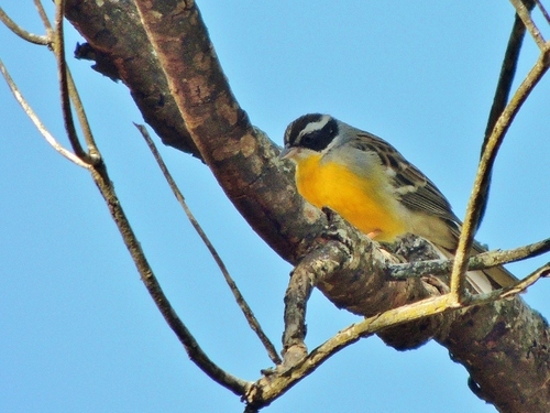 Cabanis's Bunting (Emberiza cabanisi), photo 5