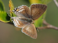 Hypolycaena philippus