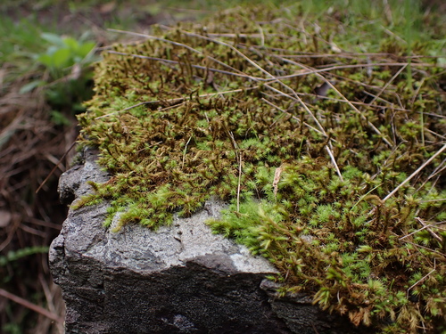 Image of Breutelia affinis by (c) Nina Kerr, some rights reserved (CC BY)