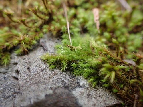 Image of Breutelia affinis by (c) Nina Kerr, some rights reserved (CC BY)