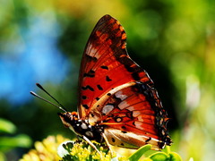 Charaxes jahlusa rex