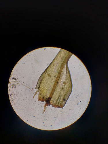 Image of Breutelia affinis by (c) Nina Kerr, some rights reserved (CC BY)