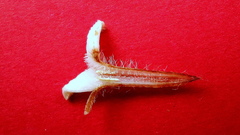 Sabicea cinerea