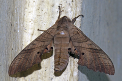 Marumba