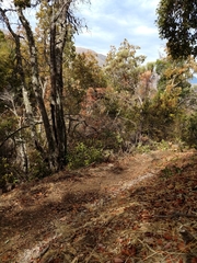 Lycalopex culpaeus culpaeus