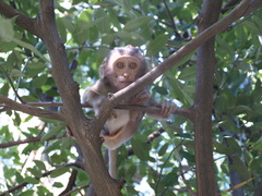 Macaca fascicularis