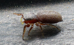 Tutelina similis