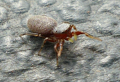 Tutelina similis