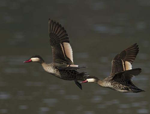 Red-billed Teal