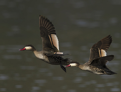 Red-Billed Teal photo 4