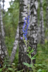 Delphinium retropilosum