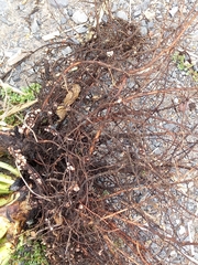 Rhizobium leguminosarum