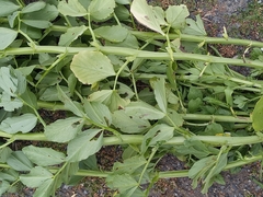 Rhizobium leguminosarum