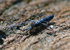 Paronellides