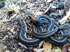 Thamnophis cyrtopsis collaris