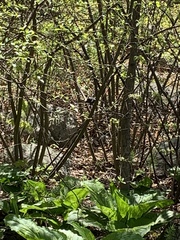 Dumetella carolinensis