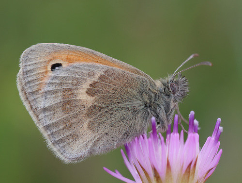 Small heath