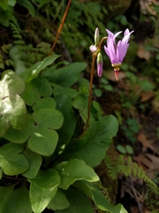 Primula fassettii