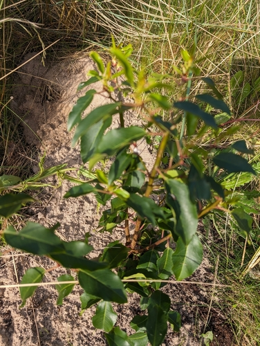 Prunus lusitanica — photo 1