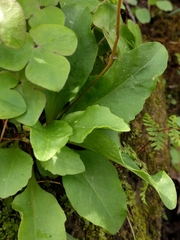 Primula fassettii