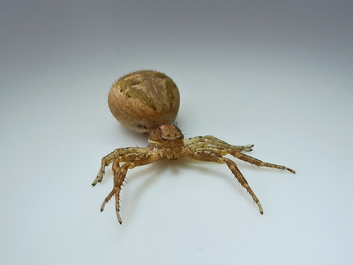 Xysticus kulczynskii