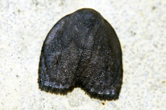 Hemonia orbiferana