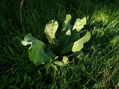 Ligularia heterophylla