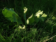 Ligularia heterophylla