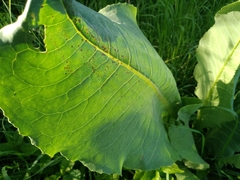 Ligularia heterophylla