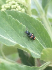 Anthocomus fasciatus
