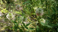 Trifolium ambiguum