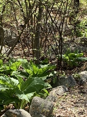 Dumetella carolinensis