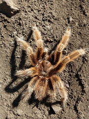 Grammostola rosea