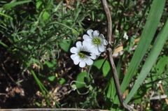 Adela septentrionella