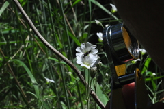 Adela septentrionella